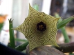 Huernia leachi