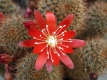 Rebutia fulviseta