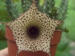 Huernia longituba