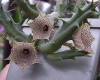 Huernia mccoyi