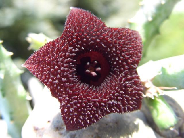 Huernia pendurata II
