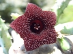 Huernia pendurata II