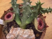 Huernia reticulata I