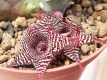 Huernia volkartii