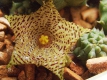 Huernia kennedyana