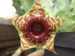 Huernia zebrina