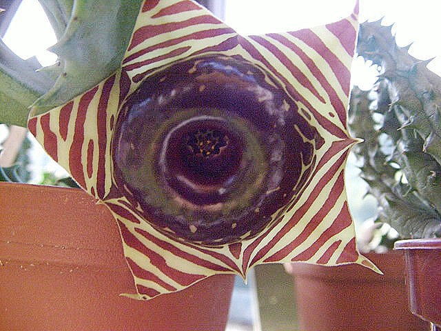 Huernia zebrina ssp. magniflora