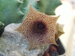 Huernia loesneriana