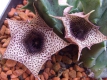 Huernia kirkii