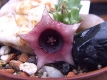 Huernia schneideriana