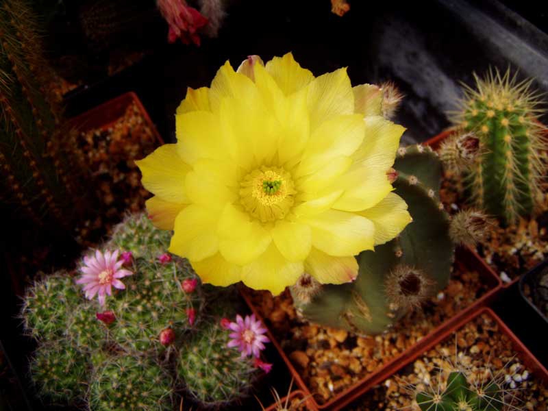 Echinocereus subinermis