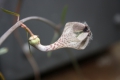 Ceropegia Lugardae