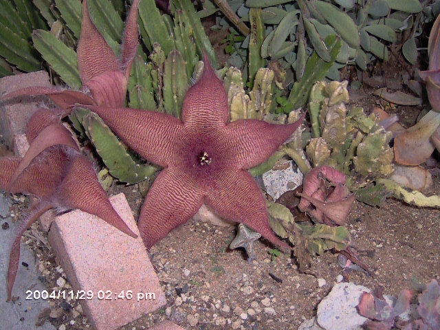 Stapelia gigantea