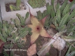 Stapelia gigantea