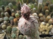 Tephrocactus alexanderi var . geometricus