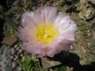 Tephrocactus alexanderi var . geometricus