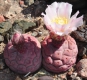 Tephrocactus alexanderi var . geometricus