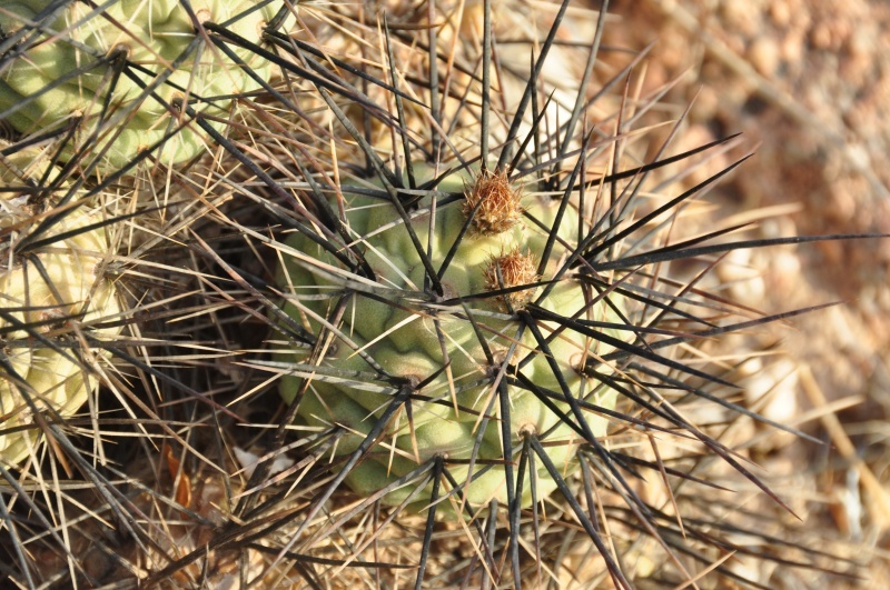 Tephrocactus alexanderi