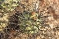 Tephrocactus alexanderi