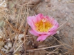 Tephrocactus alexanderi