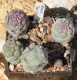 Tephrocactus geometricus