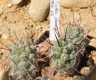 Tephrocactus alexanderi