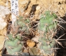 Tephrocactus alexanderi