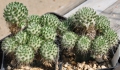 Austrocylindropuntia malayana