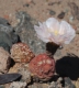 Tephrocactus geometricus