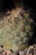 Tephrocactus alexanderi var . geometricus