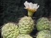 Tephrocactus alexanderi