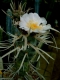 Tephrocactus papyracanthus