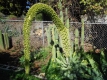 Agave attenuata