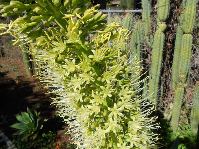 Agave attenuata