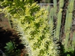 Agave attenuata