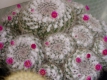 Mammillaria woodsii?