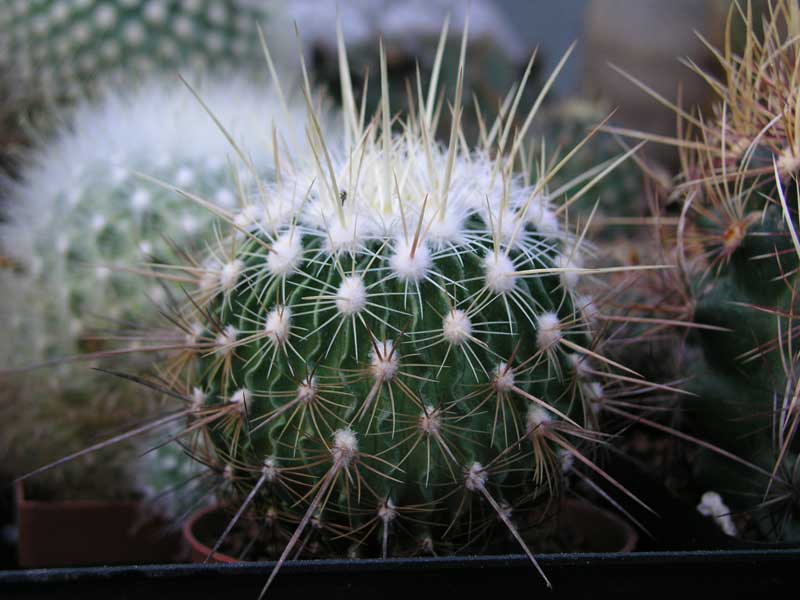 Echinofossulocactus ?