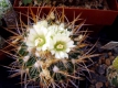 Echinofossulocactus ?