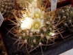 Echinofossulocactus ?