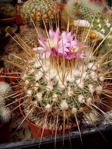 Echinofossulocactus ?