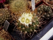 Echinofossulocactus ?