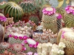 Mammillaria Gruppe