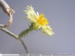 Astrophytum caput-medusae