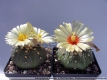 Astrophytum asterias