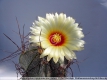 Astrophytum capricorne var. minor