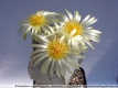 Astrophytum myriostigma var. columnare