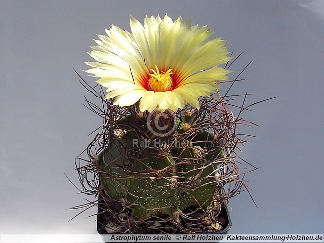 Astrophytum senile