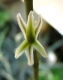 Haworthia truncata var. maughanii