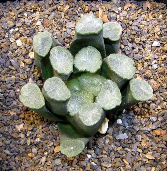 Haworthia truncata var. maughanii