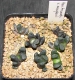 Haworthia truncata var. maughanii